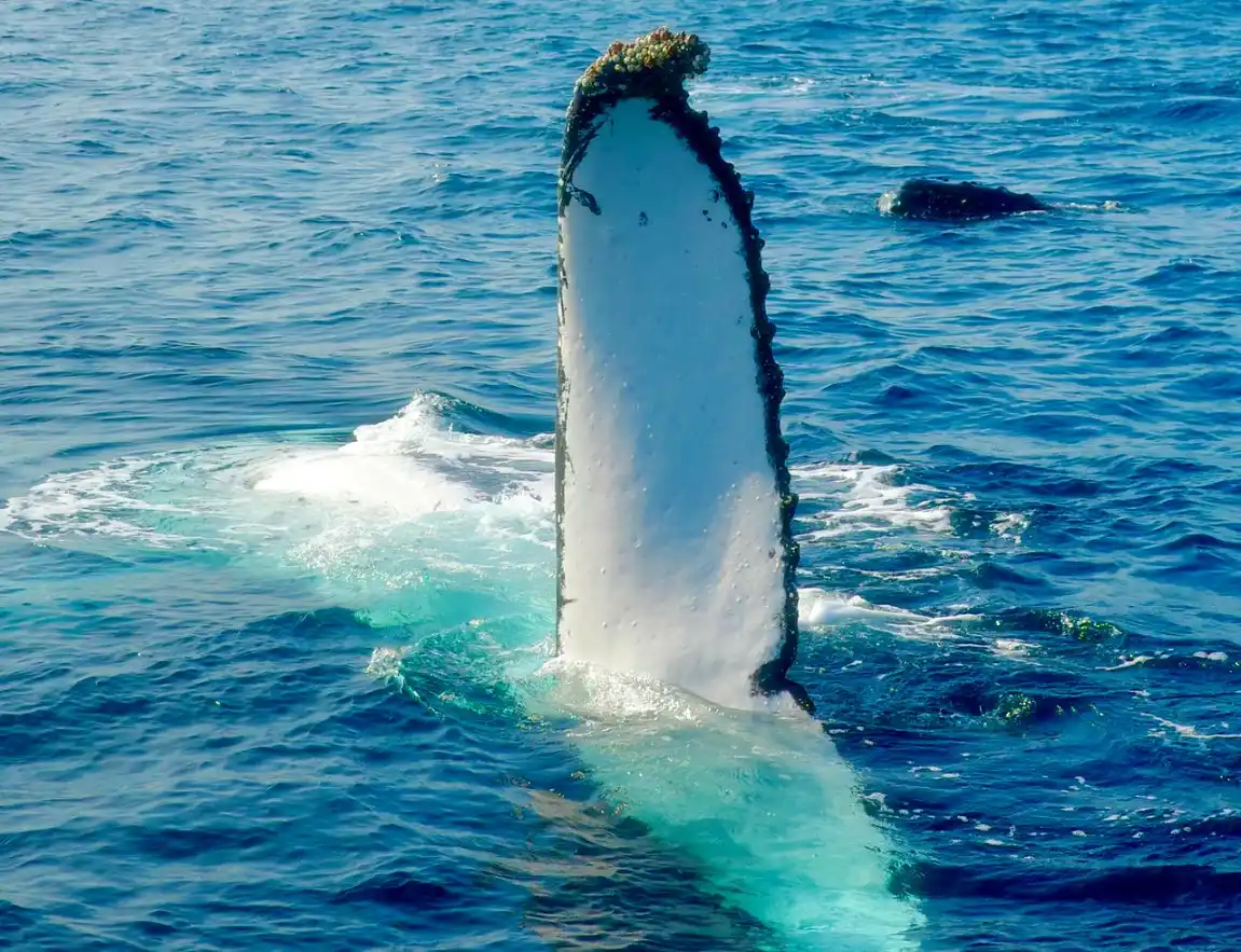 Blue whale surfacing near Mirissa Sri Lanka