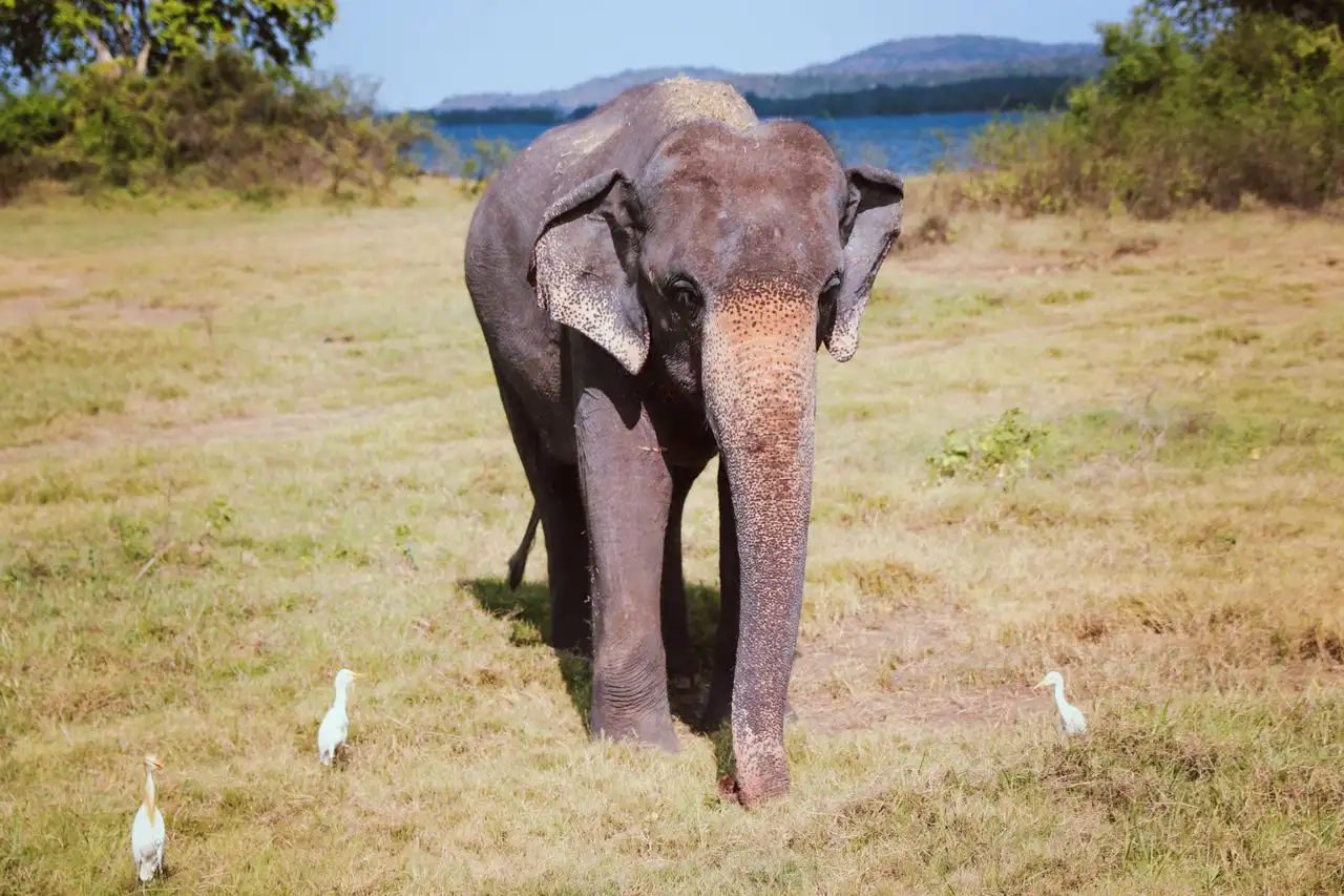 Elephant Transit Home near Udawalawe National Park