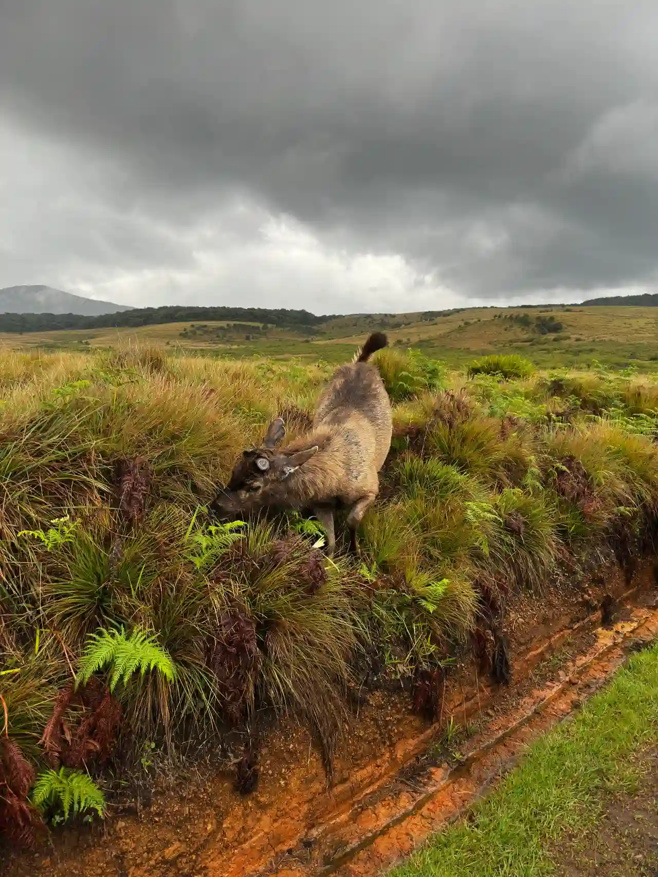 Hiking trail through Horton Plains cloud forest