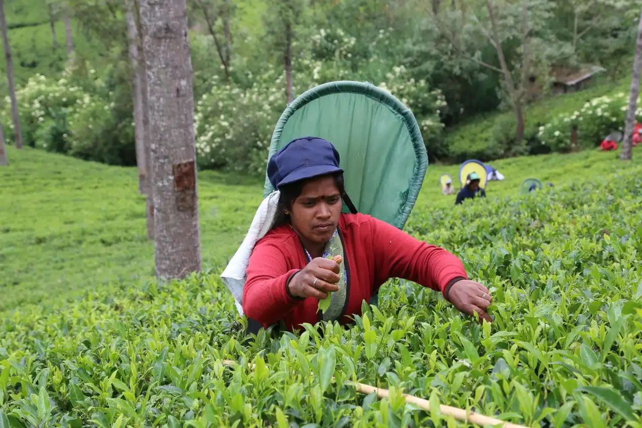 Horton Plains National Park near Nuwara Eliya