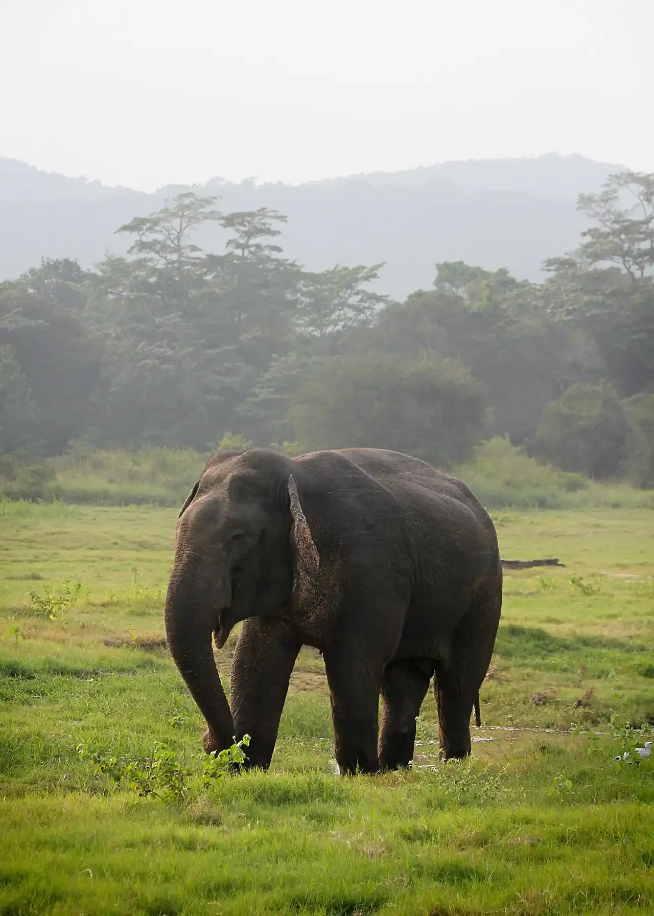 Private chauffeur-guided Tailor Made Sri Lanka Holidays exploring Sigiriya, Ella, Yala National Park, and Bentota