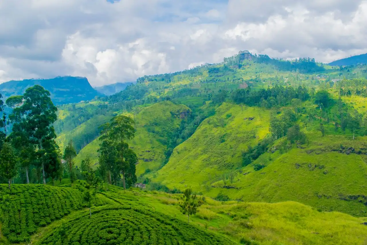 Tea plantations and mountain views in Ella Sri Lanka 1