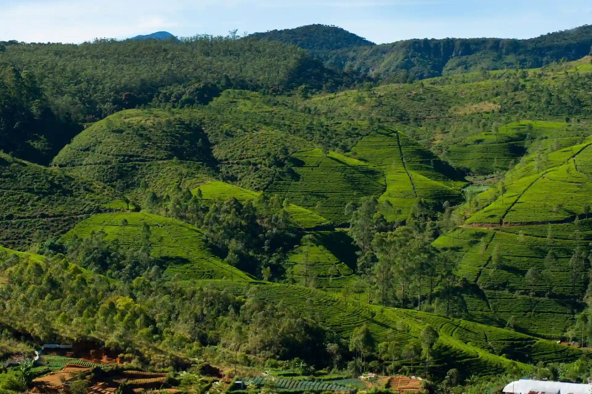 Tea plantations in Nuwara Eliya Sri Lanka
