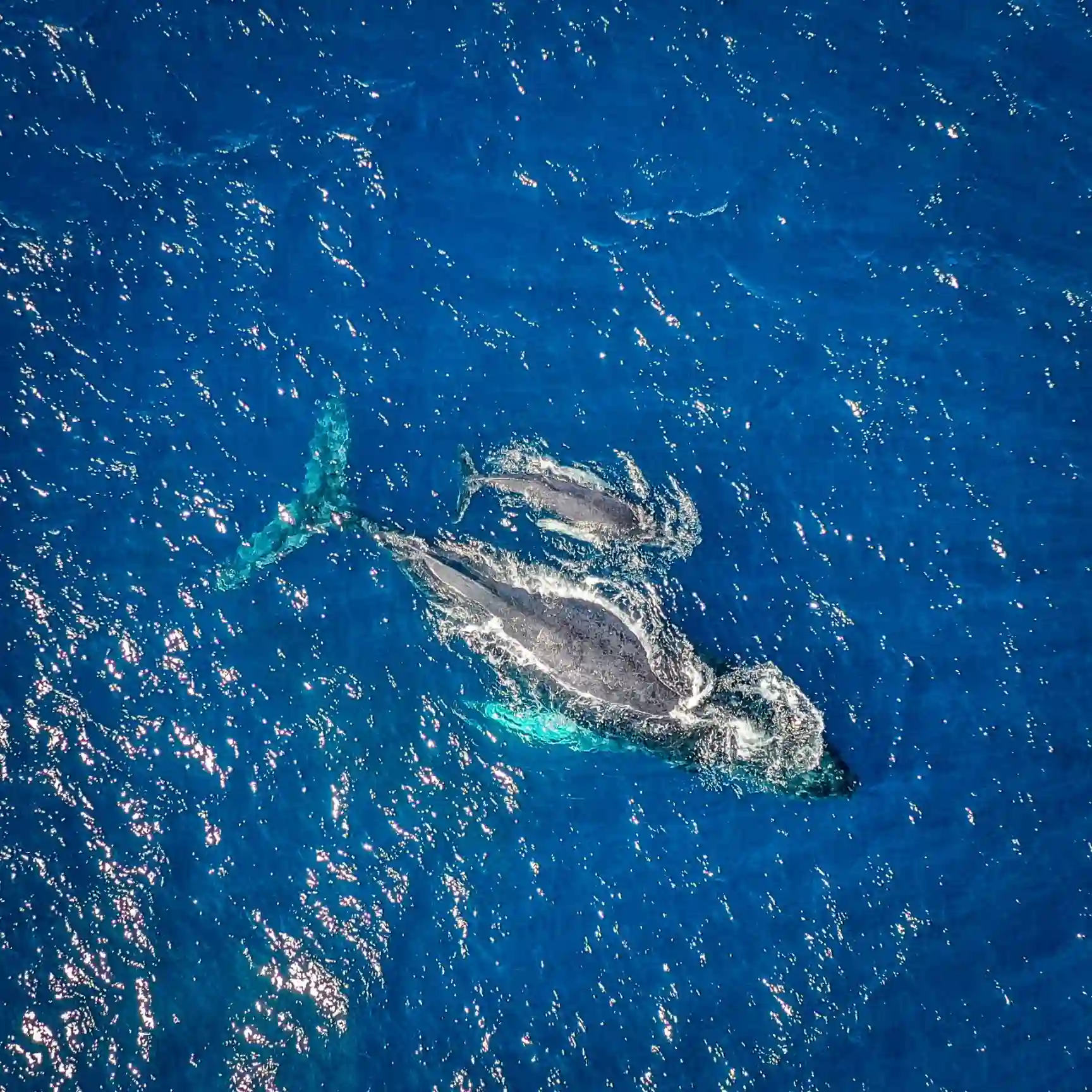 Tour boat watching blue whales in Mirissa Sri Lanka