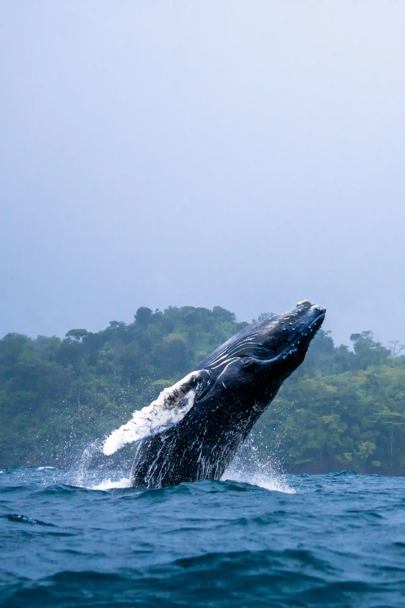 Whale watching boat tour in Mirissa Sri Lanka