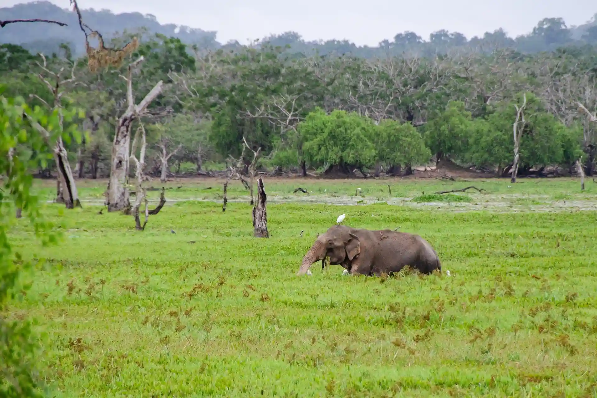 Wild elephants during a jeep safari in Sri Lanka