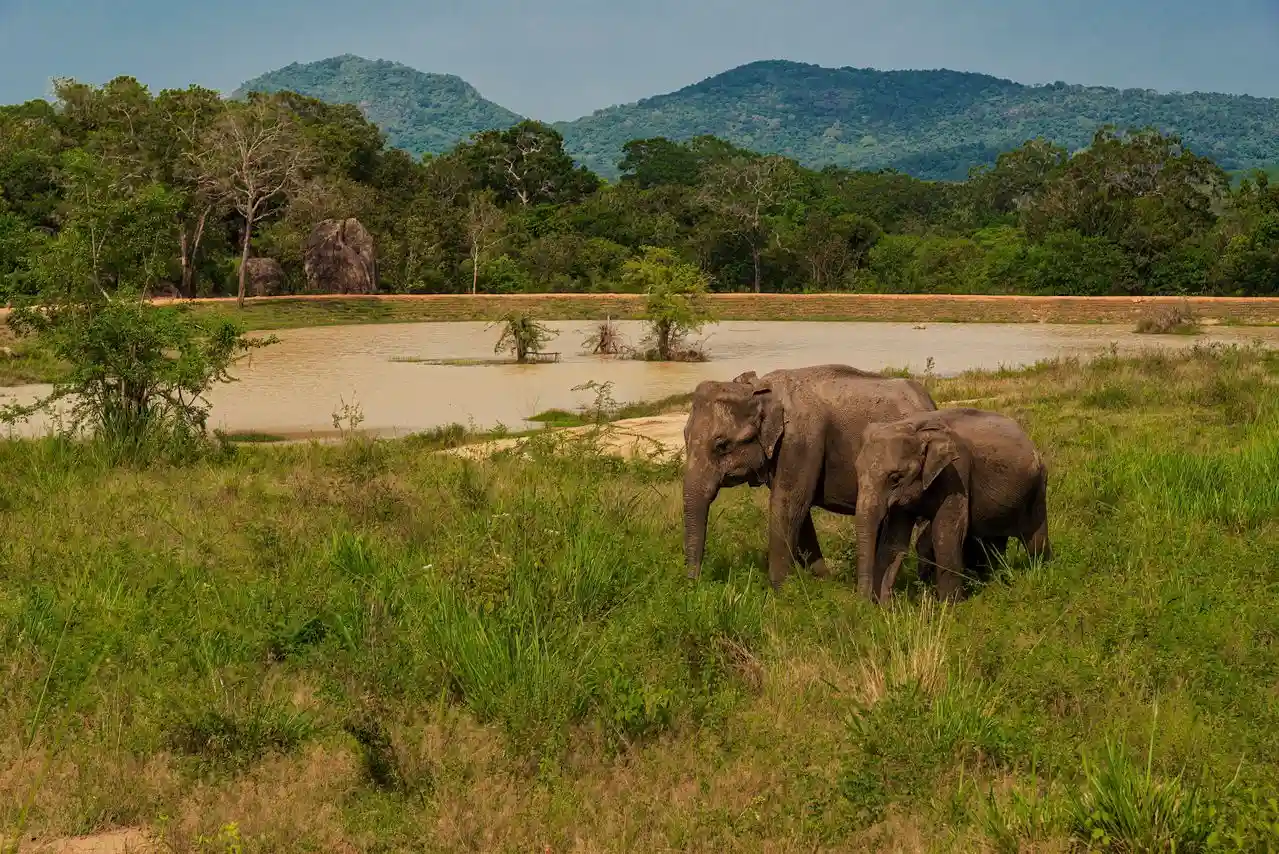 Wild elephants in Udawalawe National Park