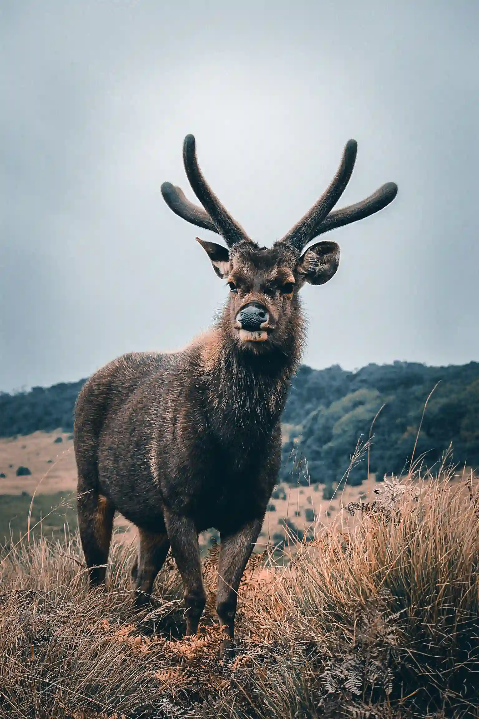 Sambar deer in Horton Plains National Park