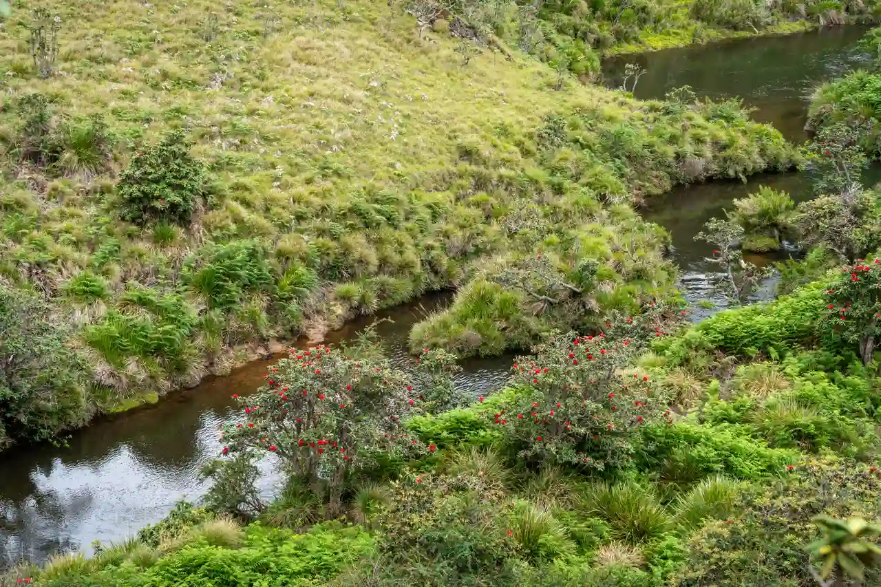 Hiking trail through Horton Plains cloud forest